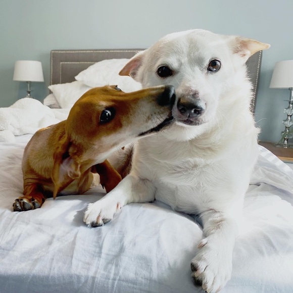 Meet your Posher, Olivia! - Picture 5 of 5